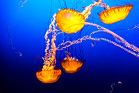 Wildlife & Sea Life